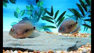 Uaru Cichlid In 125 Gallon Aquarium