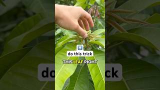 A way to make your mango trees more productive (simple and easy trick)