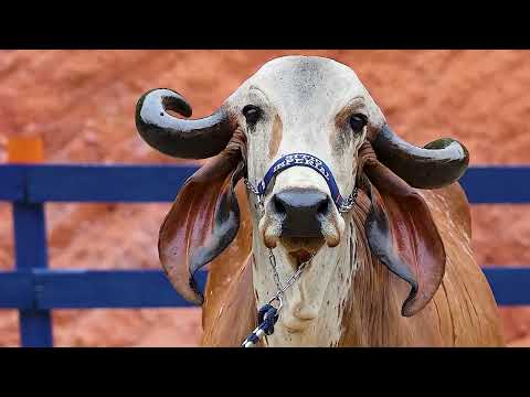 LOTE 09   EVPF 500