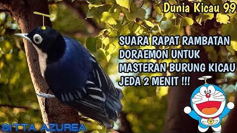 SUARA BURUNG RAMBATAN DORAEMON DI JEDA 2 MENIT UNTUK MASTERAN !!!