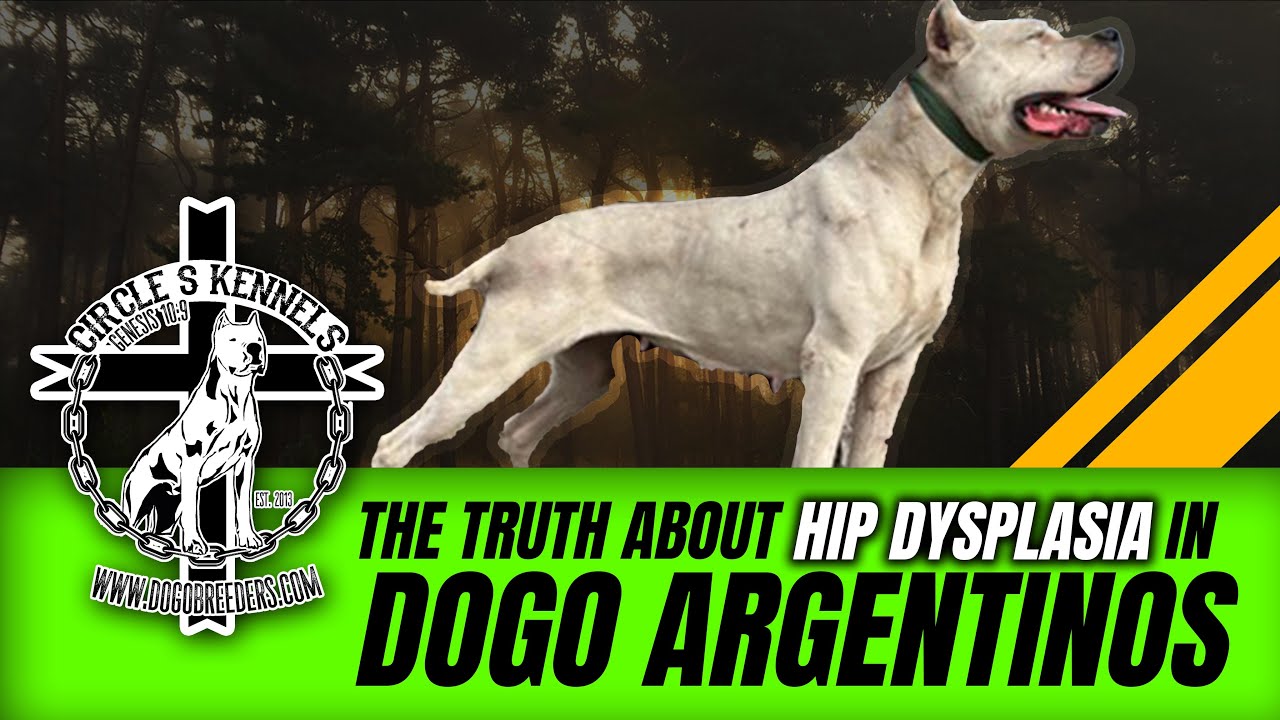 Dogos and hip dysplasia