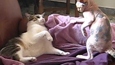 Video 11347381: sphynx cat, cat european