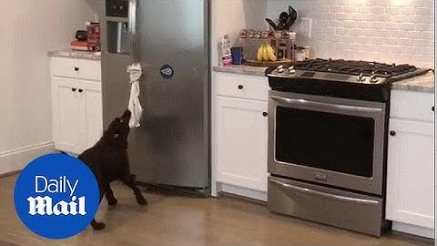 Owner teaches dog to fetch him a cold beer from the fridge - Daily Mail