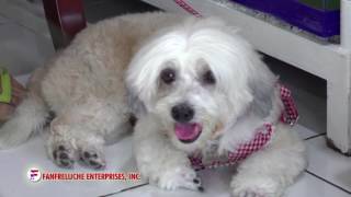 AGRITV JUNE 11, 2017 EP HAPPY PETS 101; CANINE EHRLICHIOSIS WITH DR. JOMAR CASTRO