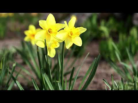 Vidéo: Fleurs printanières précoces : plantez des fleurs printanières à floraison précoce dans le jardin