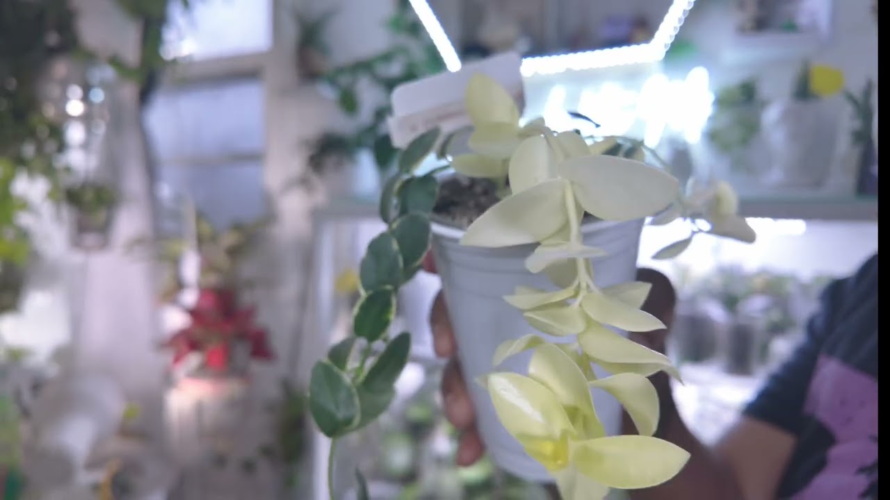 Экскурсия по растениям, часть 1! IKEA Milsbo Wide! 