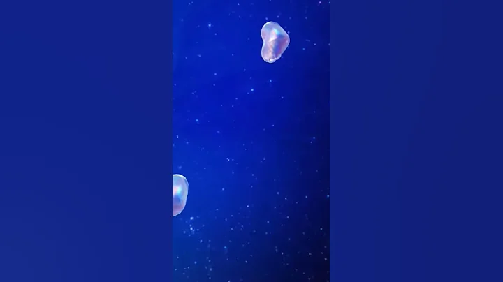 Star's