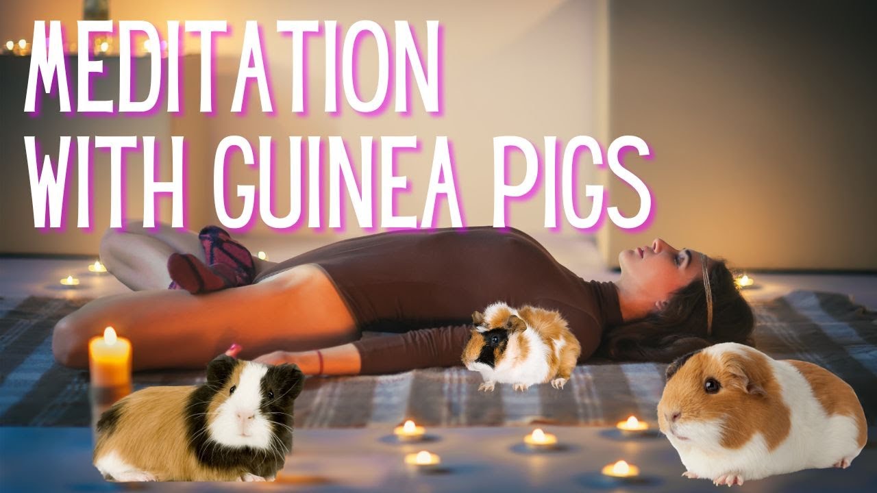 Meditation and Stress Reduction with Guinea Pigs - Yoga Supplement ...