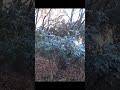 【閲覧注意】爆速の鹿を一撃で#狩猟 #deer#deerhunting #猟犬 #日本犬物語 #日本犬 #dog #hunting #有害駆除