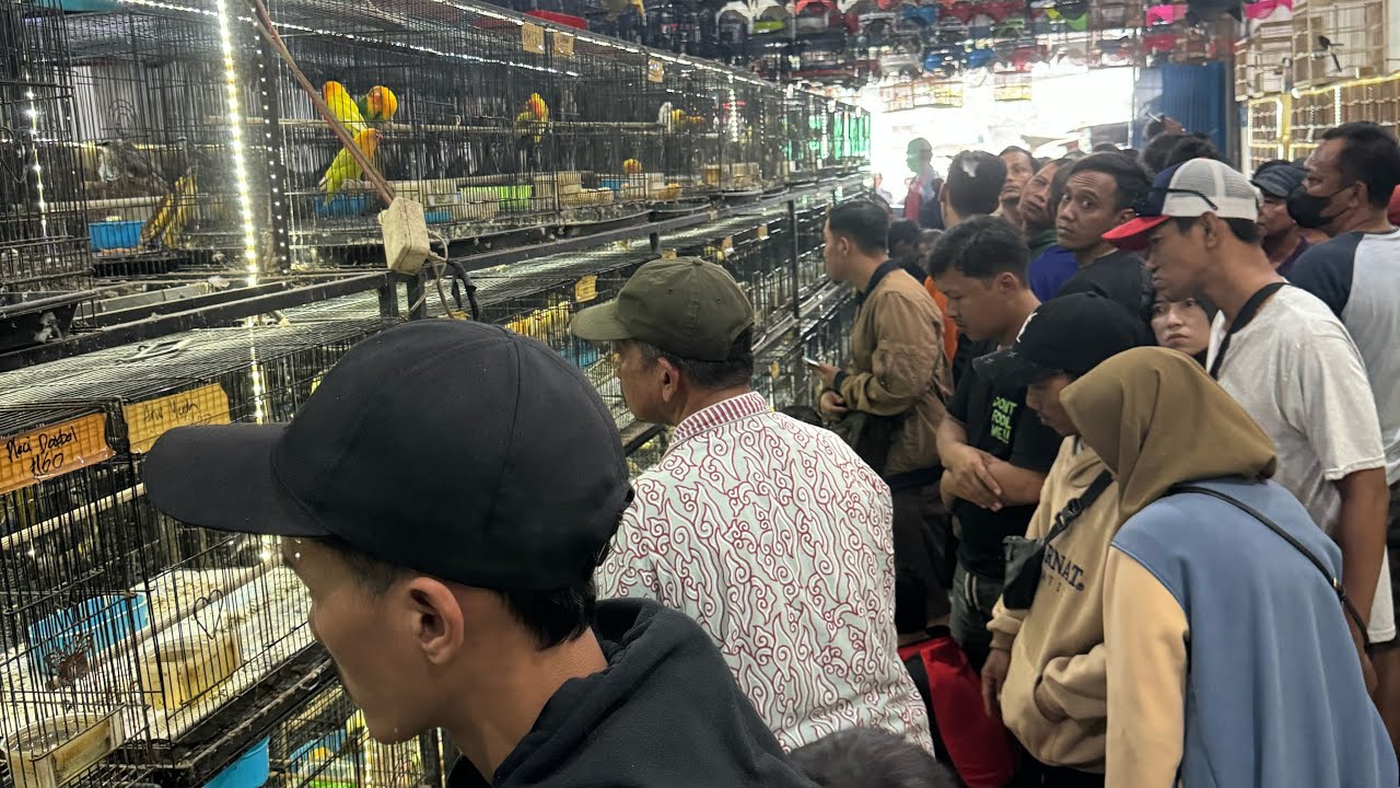 BANTING HARGA !!! BURUNG GLATIK - CIBLEK - JALAK - PLATUK BAWANG - SINCHAN - POKSAY DLL