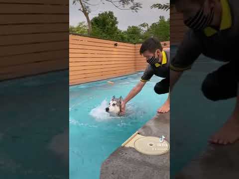 Video: Adakah anjing sudah tahu berenang?