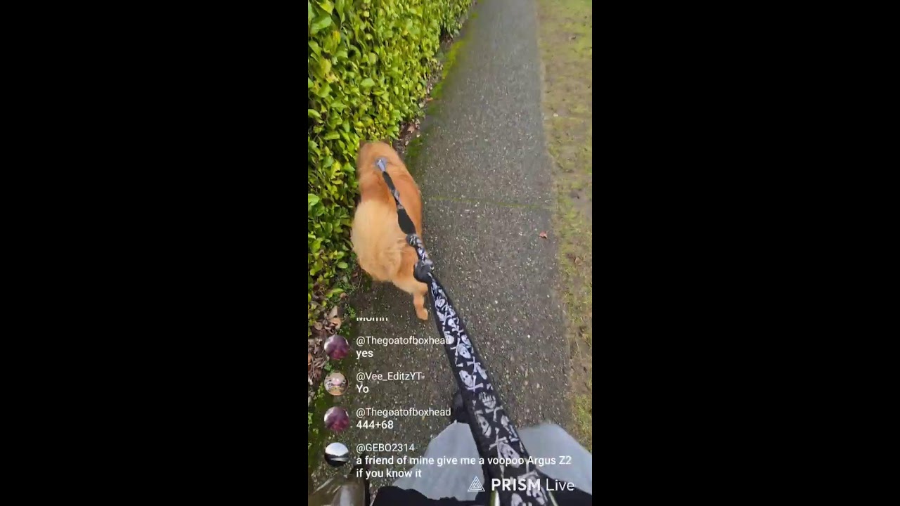 time for a walk with Bam bam!!