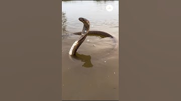 "The Mysterious Action of the Cobra Snake in the Water! #snake #snakeresque #cobra #wildlife #animal