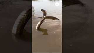 The Mysterious Action Of The Cobra Snake In The Water