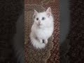 قط شيرازي مهجن مع بلدي بعيون لون الفيروز والمرجان Coloured Eyes Wight Kitten 