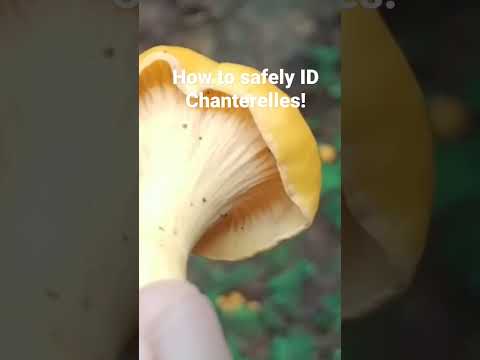 Learn how to distinguish Chanterelles from toxic look alike Jack-o-lanterns!
