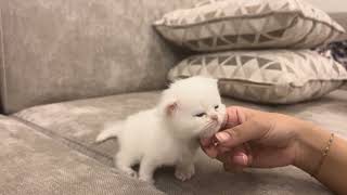 I adopt homeless kittens meowing on the side of the road, small rescued kittens