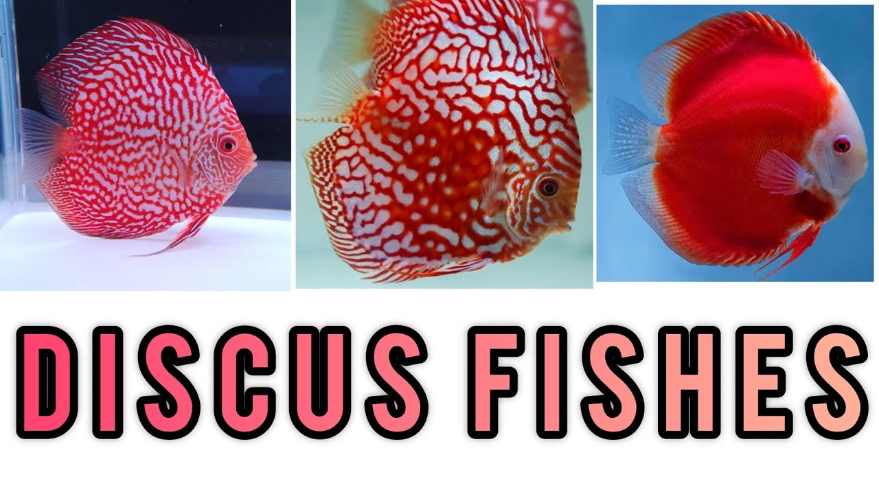 Mix Discus Beautiful Discus Fishes | Mix Discus Fish. - YouTube