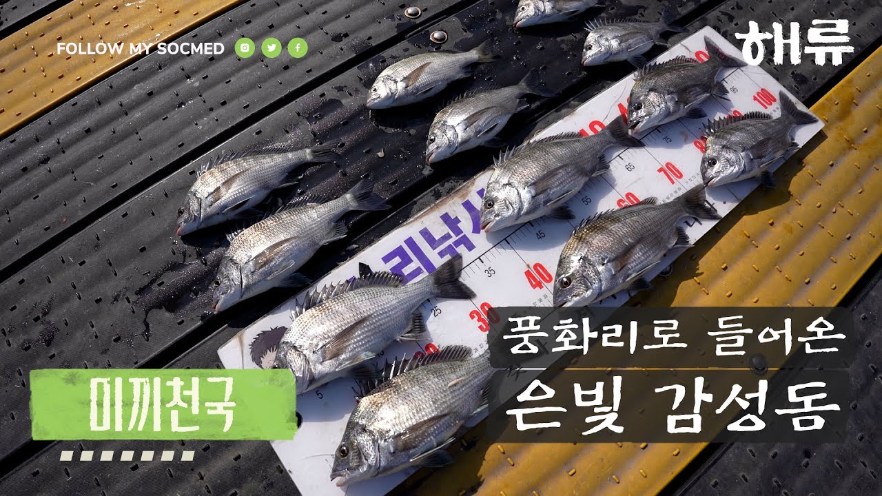 해류를 타고 풍화리로 들어 온 감성돔! #카고낚시 #혜연아낚시가자