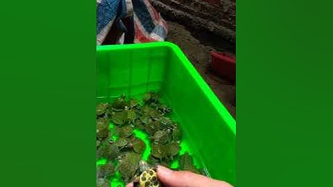 Rùa tai đỏ giá rẻ , chỉ từ 20 nghìn đồng 1 con. lấy vài trăm con giá chỉ hơn 10k 1 con