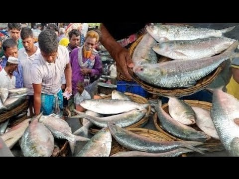 পদ্মার ইলিশ নিলামে কতটা সস্তায় বিক্রি হচ্ছে দেখুন | amazing fish ...