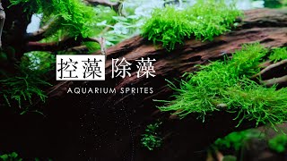 我的鱼缸如何控藻类和除藻  How to Control and Remove Algae in My Aquarium part 1