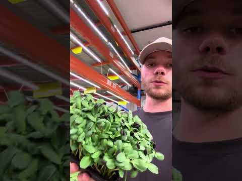 Growing Microgreens In A Vertical Farm