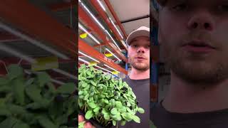 Growing Microgreens In A Vertical Farm