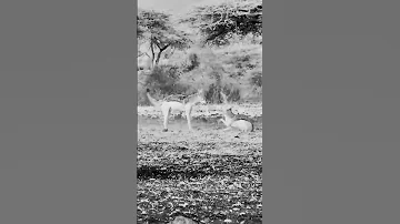 Jackals Animals Africananimals Wildanimal Wildanimals Safali 