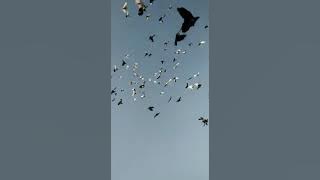 Nisaware Kabootar tava band hote hue video 40