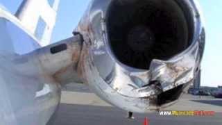 bird airplane strikes crashes accidents