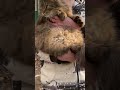 Смешные моменты с кошками
