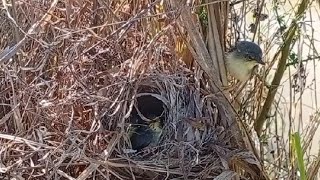 Eps 2 Baby bird fly and come out of their nests, yellow bellied prinia