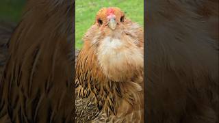 Compilation of Willow the Easter Egger (RIP) Profile