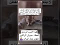 ماذا يفعل حيوان الراكون بالحلوي  