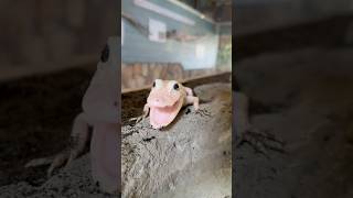 White Alligator Attack! #youtubeshorts #alligator #alligators