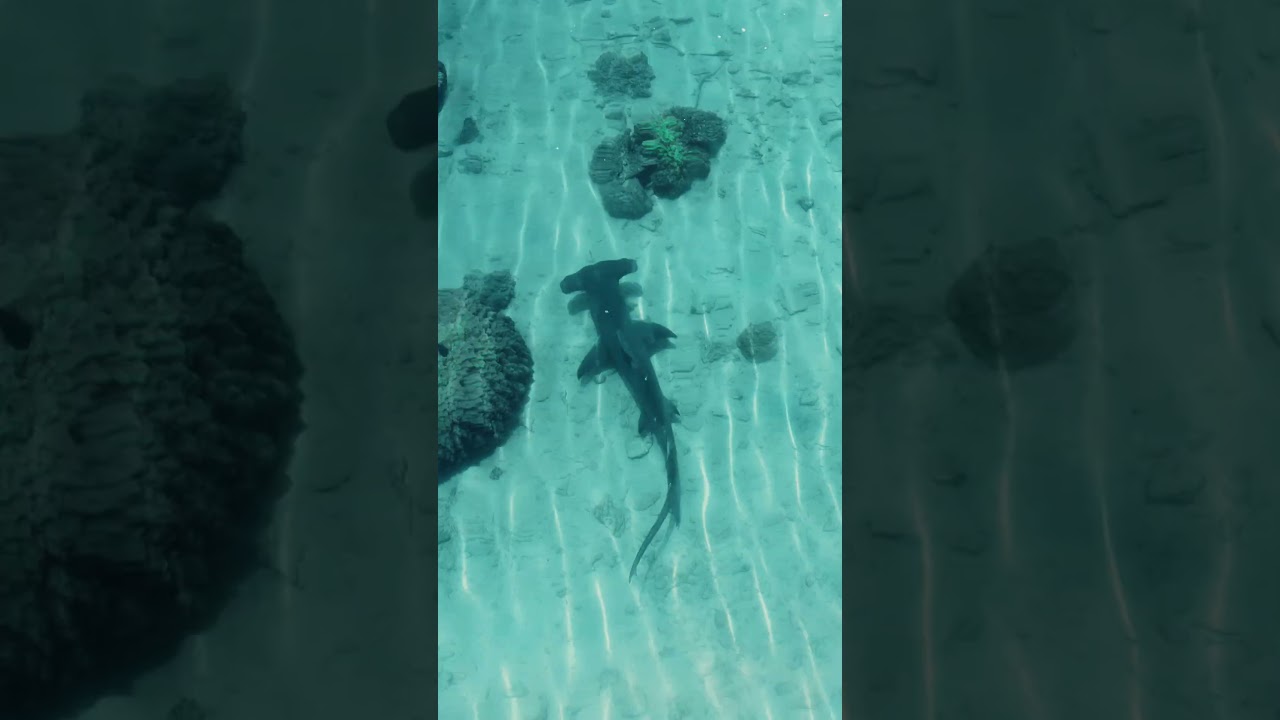 How good is this, spotting Great HammerHead Shark over the Cairns Reef, Australia