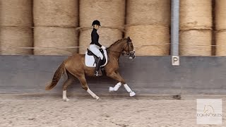 For Sale Gelding 2018 De Niro Gold X Rubinero X Don Vino