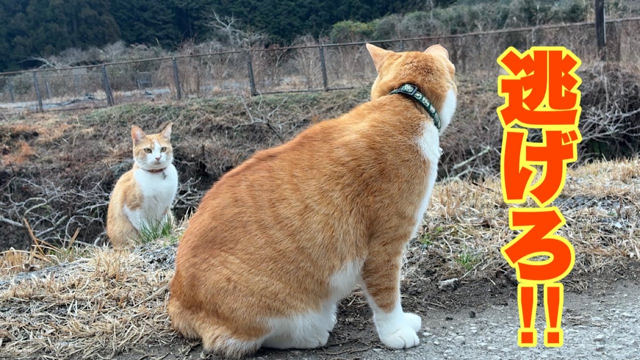 Cats living in a mountain village in Japan. - YouTube