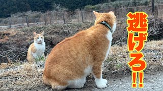 Cats living in a mountain village in Japan. - YouTube