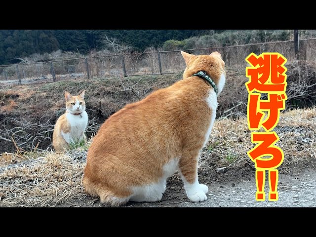 Cats living in a mountain village in Japan. - YouTube