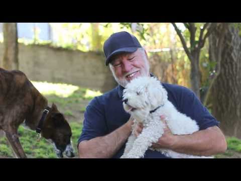 How to Stay Safe Around Dogs