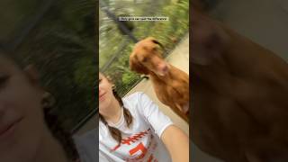 Only girls can spot the difference: #foryou #dog #fypシ #shorts
