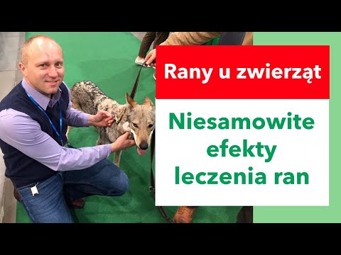 Wideo: Jak leczyć rany u kotów: 14 kroków (ze zdjęciami)