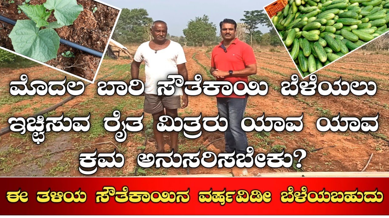ಸೌತೆಕಾಯಿ ಬೆಳೆಯುವ ಸುಲಭ ವಿಧಾನ|Cucumber farming kannada|Cucumber cultivation|Cucumber plantation|sauthe