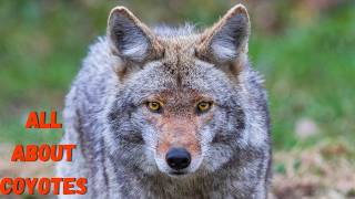 Coyote Facts: Understanding the Ultimate Survivors