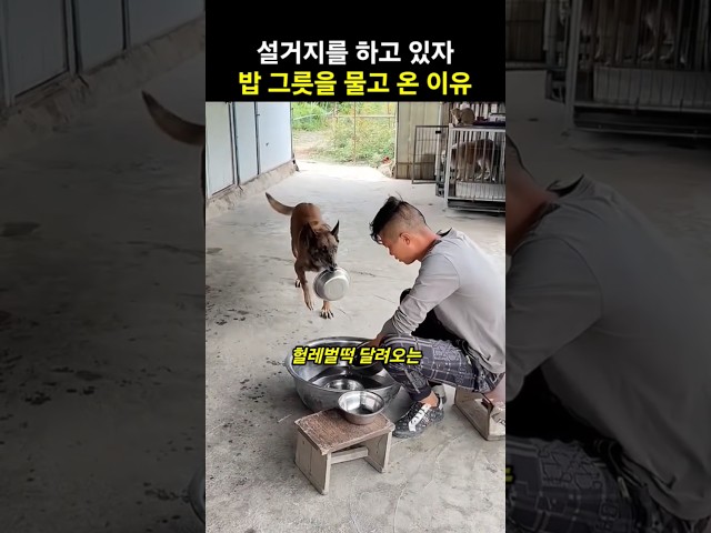 설거지를 하고있자 댕댕이가 밥 그릇을 물고 온 이유