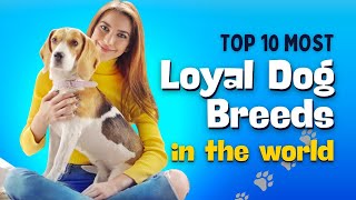 Amazing Facts: Top 10 Most Loyal Dog Breeds In The World [2024] #uniquefacts  #smartdog