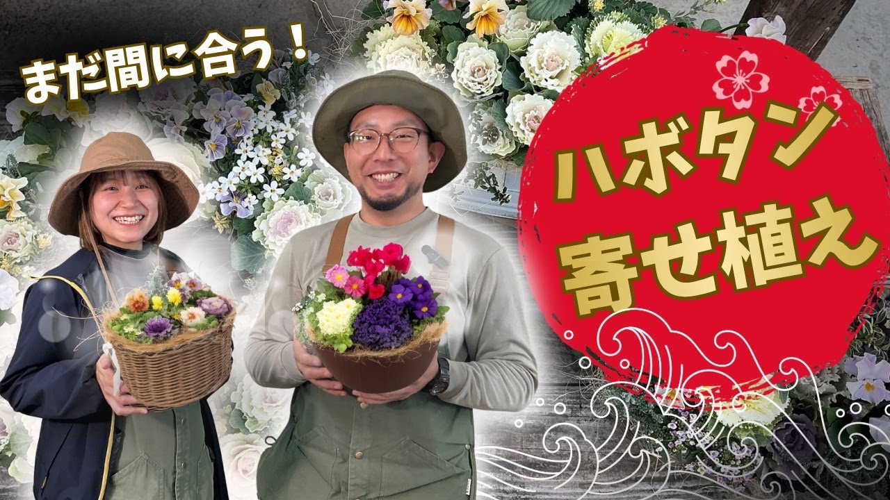 【寄せ植え作り】まだ間に合う！ハボタン寄せ植え