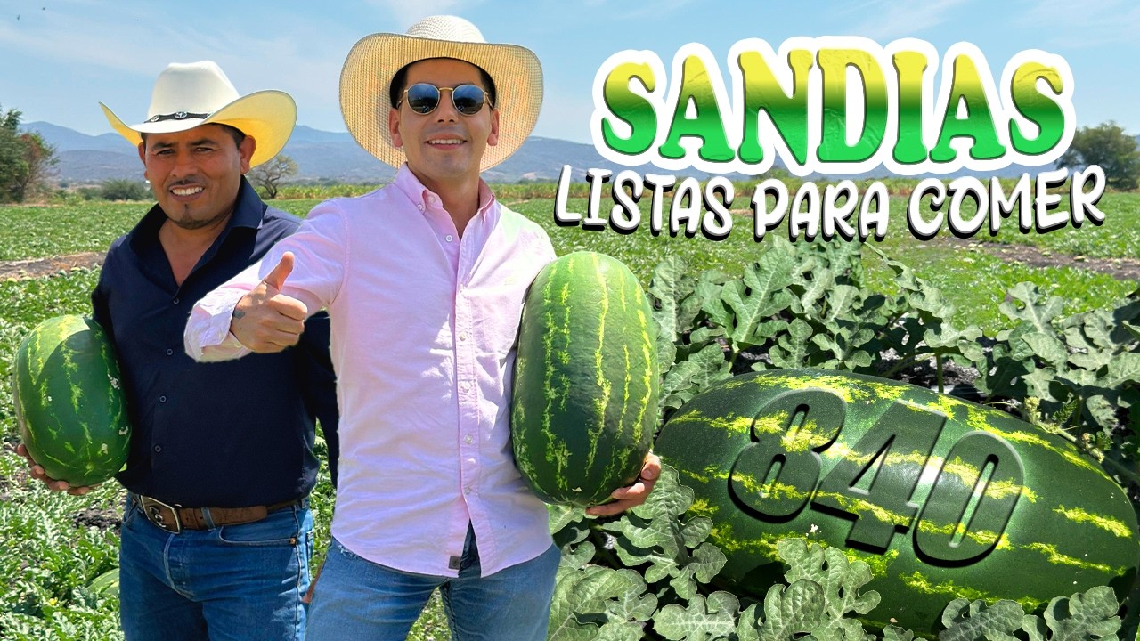 SANDIAS 840 MAYOR PESO MÁS RENDIMIENTO | LAS TONELADAS QUE USTED QUIERA